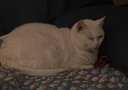 Reunited Female Cat last seen Honeybee trail, Fort Mill, SC 29715