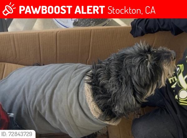 Lost Female Dog last seen Lower sac, Stockton, CA 95209