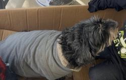 Lost Female Dog last seen Lower sac, Stockton, CA 95209