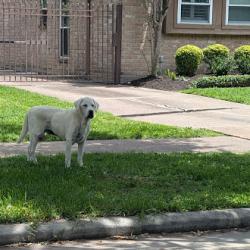 Found/Stray Unknown Dog last seen Rocky Knoll Dr. & Shadowbriar Dr., Houston, TX 77077