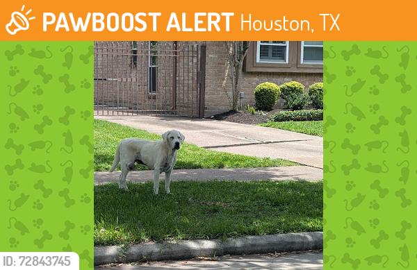 Found/Stray Unknown Dog last seen Rocky Knoll Dr. & Shadowbriar Dr., Houston, TX 77077