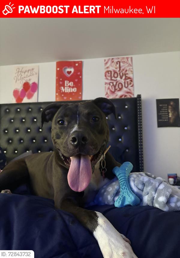 Lost Female Dog last seen Wisconsin Avenue, Milwaukee, WI 53208