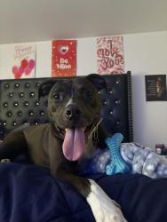 Lost Female Dog last seen Wisconsin Avenue, Milwaukee, WI 53208