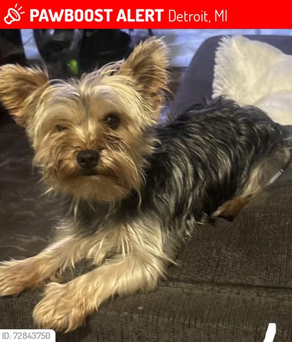 Lost Male Dog last seen 7 mile , Detroit, MI 48221