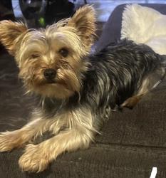 Lost Male Dog last seen 7 mile , Detroit, MI 48221