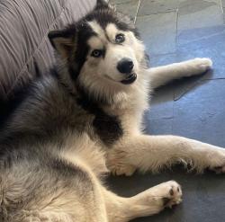 Lost Male Dog last seen Avenida Teresa Cristina , Belo Horizonte, MG 