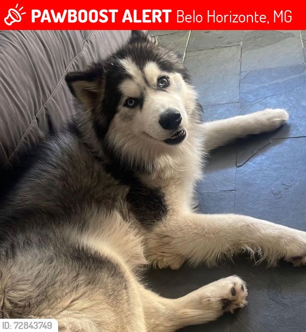 Lost Male Dog last seen Avenida Teresa Cristina , Belo Horizonte, MG 