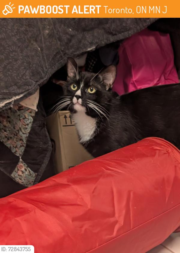 Found/Stray Male Cat last seen St Clair West and Old Weston Road, Toronto, ON M6N 1J5