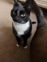 Lost Male Cat last seen River rd N, Keizer, OR 97303