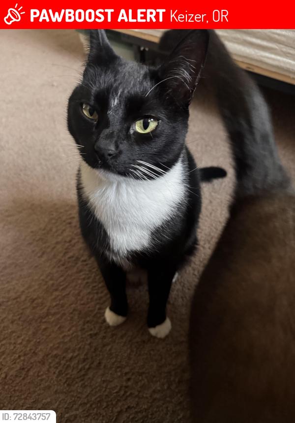 Lost Male Cat last seen River rd N, Keizer, OR 97303