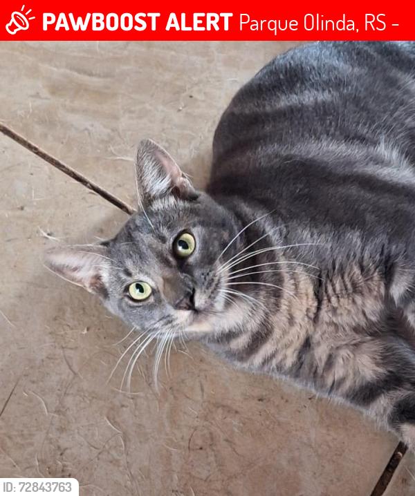Lost Male Cat last seen Portal Supermercado , Parque Olinda, RS 94065-200