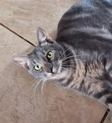 Lost Male Cat last seen Portal Supermercado , Parque Olinda, RS 94065-200
