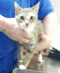 Shelter Stray Female Cat last seen Near BLOCK PERSIMMON RD, HOPE MILLS NC 28348, Fayetteville, NC 28306