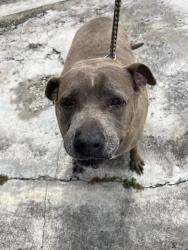 Shelter Stray Female Dog last seen Near BLOCK E 11TH PL, Doral, FL 33122