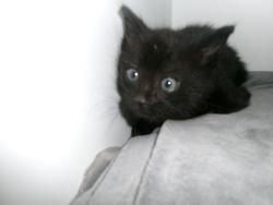 Shelter Stray Male Cat last seen , 14409 Vanowen St, Van Nuys, CA 91405, USA