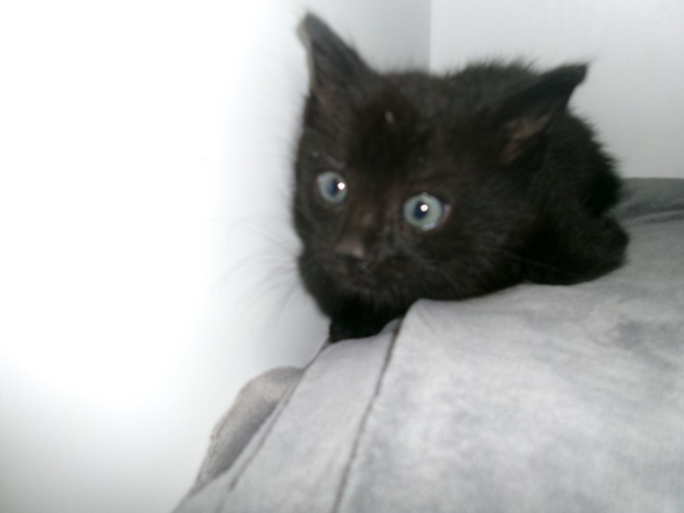 Shelter Stray Male Cat last seen , 14409 Vanowen St, Van Nuys, CA 91405, USA