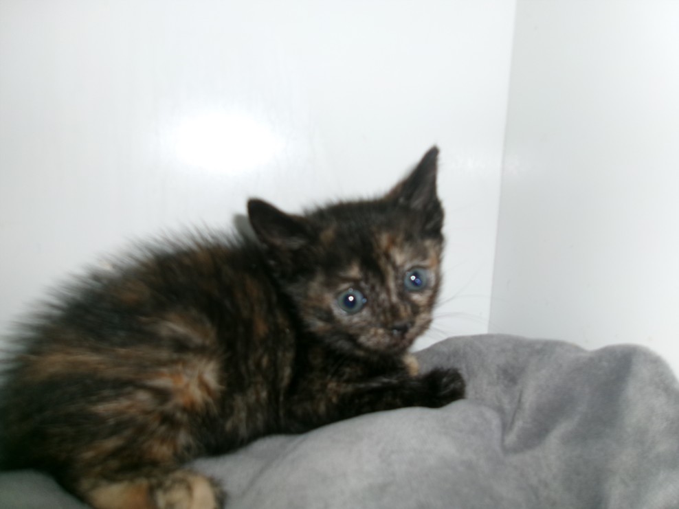 Shelter Stray Female Cat last seen , 14409 Vanowen St, Van Nuys, CA 91405, USA