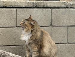 Lost Female Cat last seen E Madison Ave, El Cajon, CA 92020