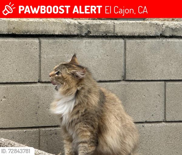Lost Female Cat last seen E Madison Ave, El Cajon, CA 92020