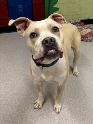 Shelter Stray Male Dog last seen Near , Indianapolis, IN 46221