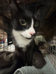 Shelter Stray Female Cat last seen MOVE TO FOSTER WINDOW, Jacksonville, FL 32204