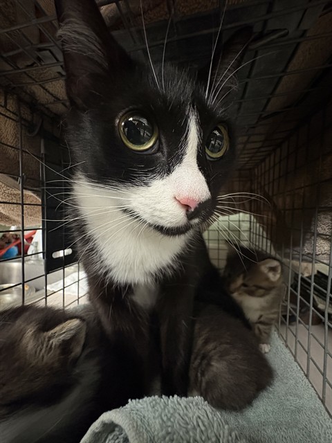 Shelter Stray Female Cat last seen MOVE TO FOSTER WINDOW, Jacksonville, FL 32204
