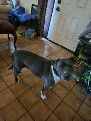 Lost Female Dog last seen Wilmot/22nd, Tucson, AZ 85710