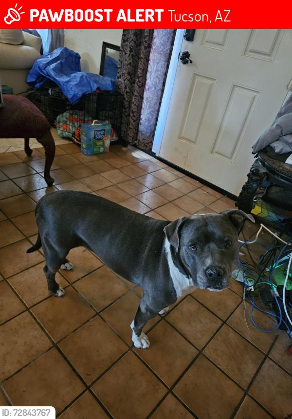 Lost Female Dog last seen Wilmot/22nd, Tucson, AZ 85710