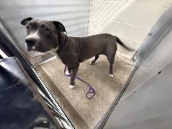 Shelter Stray Female Dog last seen Near BLOCK PARKCENTER, San Bernardino, CA 92401