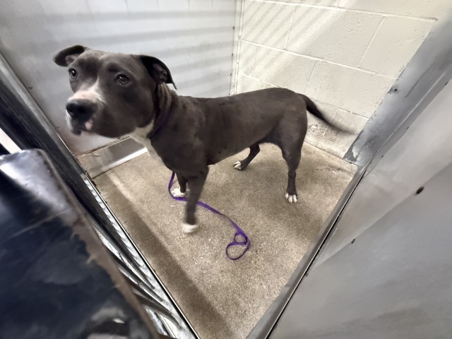 Shelter Stray Female Dog last seen Near BLOCK PARKCENTER, San Bernardino, CA 92401