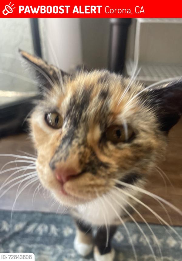 Lost Female Cat last seen Near Ebbcreek Corona , Corona, CA 92878