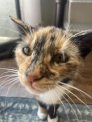 Lost Female Cat last seen Near Ebbcreek Corona , Corona, CA 92878
