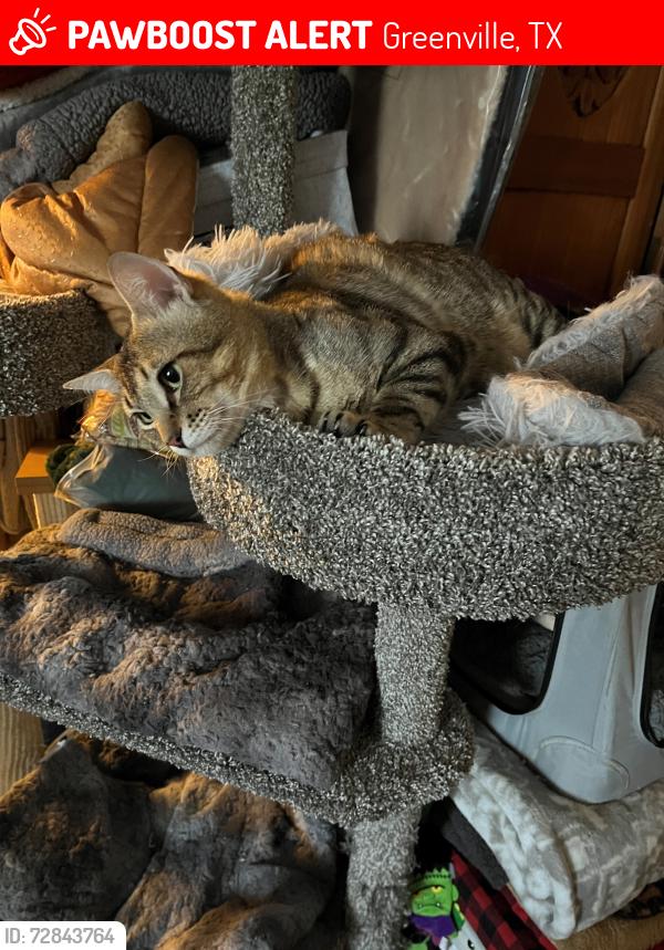 Lost Male Cat last seen Near Stonewall Street, near Bowie Elementary School, Greenville, TX 75402
