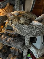 Lost Male Cat last seen Near Stonewall Street, near Bowie Elementary School, Greenville, TX 75402