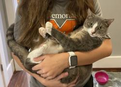 Lost Male Cat last seen Chapelwood & Knipp, in Bunker Hill Village, Houston, TX 77024