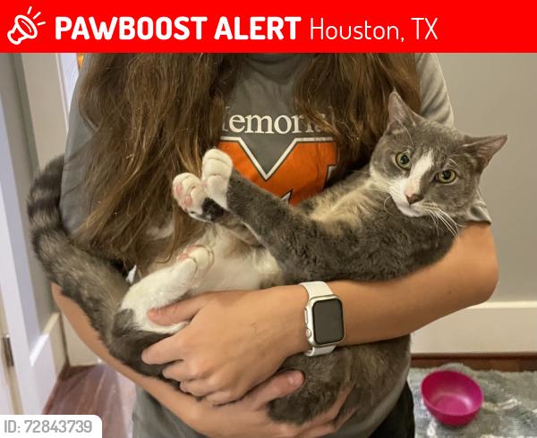 Lost Male Cat last seen Chapelwood & Knipp, in Bunker Hill Village, Houston, TX 77024