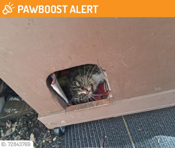Found/Stray Unknown Cat last seen ROCKWOOD, Colorado Springs, CO 80905