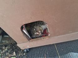 Found/Stray Unknown Cat last seen ROCKWOOD, Colorado Springs, CO 80905