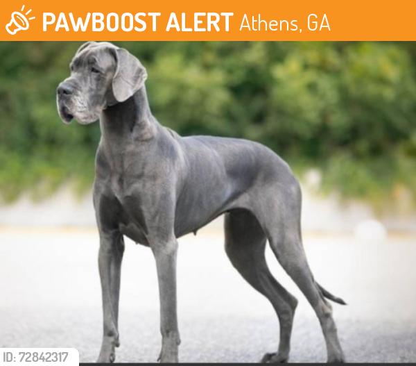 Found/Stray Unknown Dog last seen On expressway 78/29 in Athens right after 316 exit onto 10/29/78. Don't know which it's called. , Athens, GA 30605