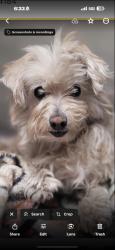 Lost Female Dog last seen Near S. Rimpau Blvd 90019, Los Angeles, CA 90019