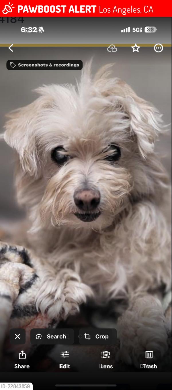 Lost Female Dog last seen Near S. Rimpau Blvd 90019, Los Angeles, CA 90019