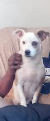 Lost Female Dog last seen Near n manroe st  Lebanon pa 17046, Lebanon, PA 17517