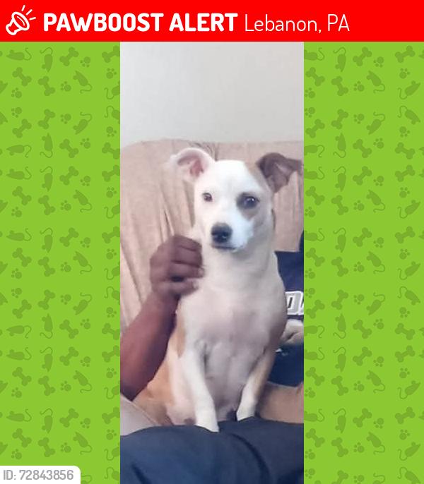 Lost Female Dog last seen Near n manroe st  Lebanon pa 17046, Lebanon, PA 17517