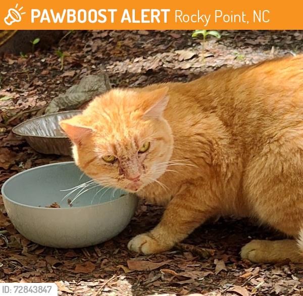 Found/Stray Female Cat last seen Arvida Lands, Rocky Point, NC 28457