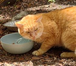 Found/Stray Female Cat last seen Arvida Lands, Rocky Point, NC 28457