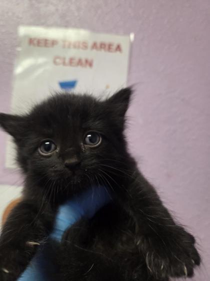 Shelter Stray Female Cat last seen El Paso, TX 79930, Fort Bliss, TX 79906