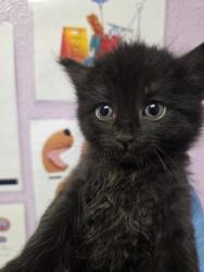 Shelter Stray Female Cat last seen El Paso, TX 79930, Fort Bliss, TX 79906