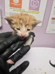 Shelter Stray Male Cat last seen El Paso, TX 79935, Fort Bliss, TX 79906