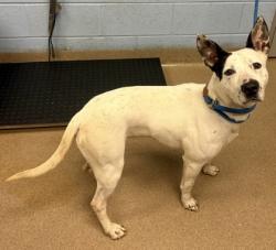 Shelter Stray Female Dog last seen Near Lavista Road, Atlanta 30324, 30324, GA, Atlanta, GA 30341