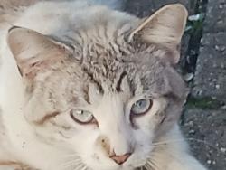 Reunited Male Cat last seen Southview Blvd and 9th Av S, South Saint Paul, MN 55075